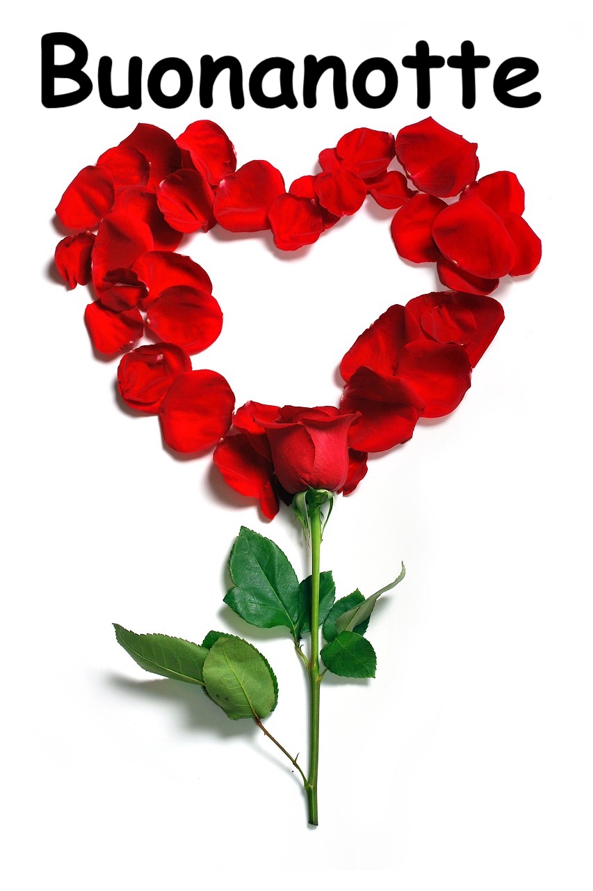una foto di rosa con lo sfondo trasparente e delle foglie di rose che formano un cuore 